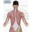 6 Muscles Of The Shoulder Girdle And Arm  Musculoskeletal Key