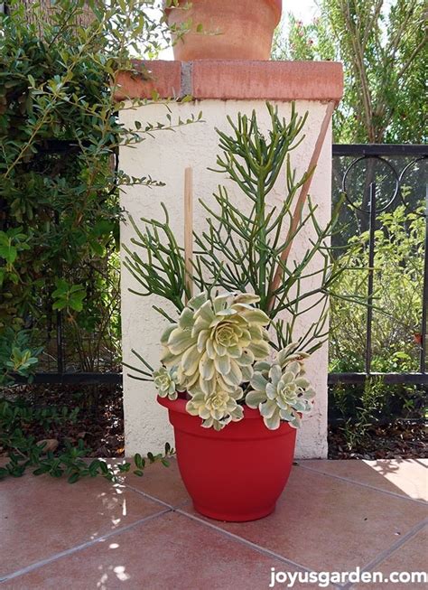 It's not the original plant, but a cutting that i took in san francisco and traveled with me when i moved to santa barbara. Potting Up My Pencil Cactus Cuttings