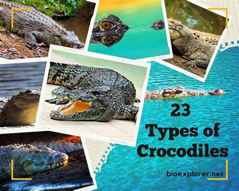23 Types Of Crocodiles Alligators Gharials Caimans