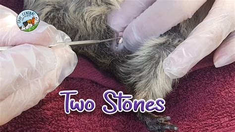 A Guinea Pig With Two Urethral Bladder Stones And How We Can Help Her