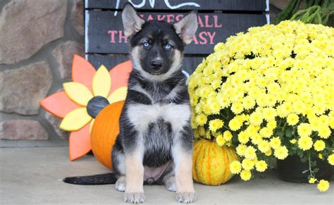 See more ideas about gerberian shepsky, german shepherd husky mix. Gerberian Shepsky Puppies For Sale | Gerberian shepsky puppy, Shepsky puppy, Puppies for sale
