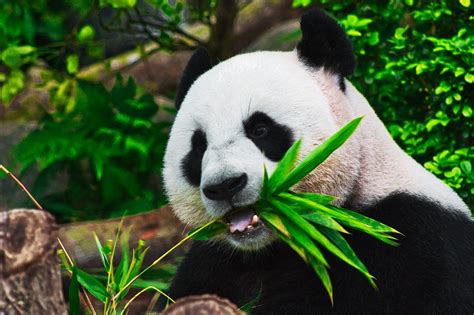 5 Amazing Things About Pandas