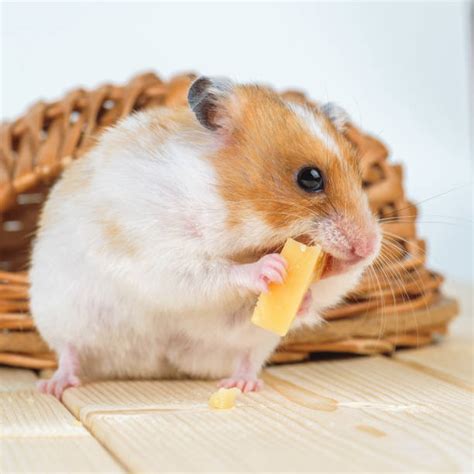 Hamsters Eating Cheese Stock Photos Pictures And Royalty Free Images