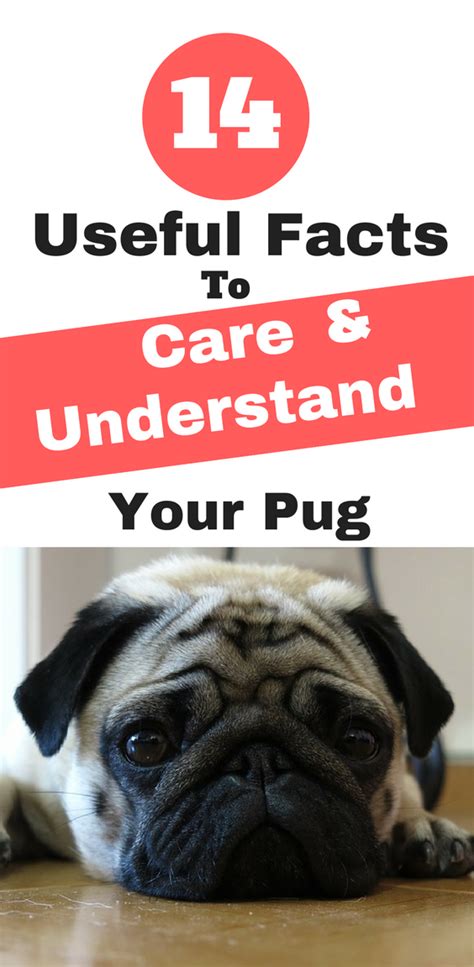 14 Useful Facts To Care And Understand Your Pug Pug Facts Pug Care