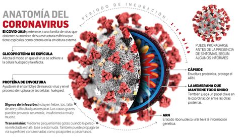 It was first detected in india in late 2020. ¿Qué se sabe de las dos nuevas variantes del covid-19 ...