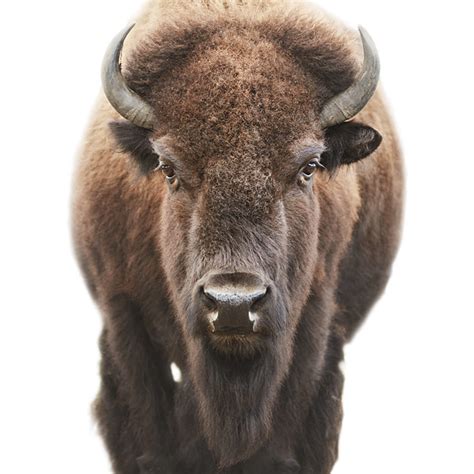 Animal Portraits on Stark White Backgrounds by Morten Koldby