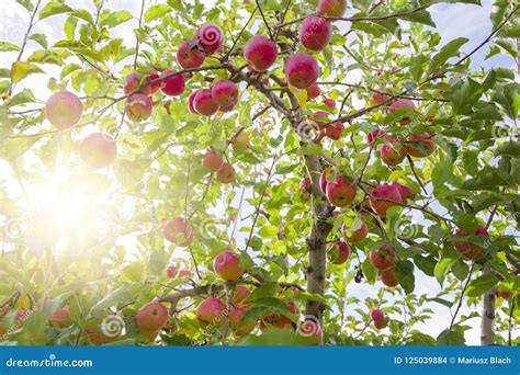 Red Apples On Tree Branches Stock Photo Image Of Background