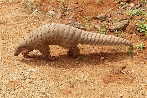 China Removes Pangolin Scales From List Of Ingredients Used In