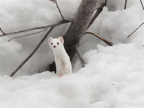 Snow Weasel By Mikescalora Via Flickr Snow Animals Cute Animals