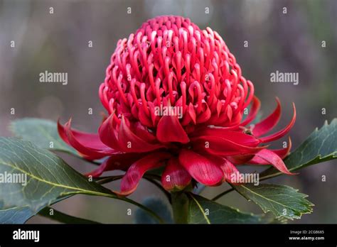 Nsw Waratah Plant Is The State Of New South Wales Australia Floral