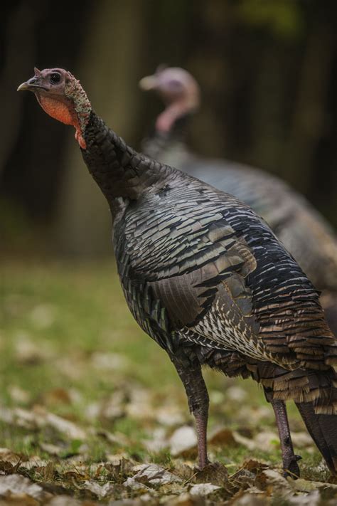 What Sound Do Female Turkeys Make Whatdobrak