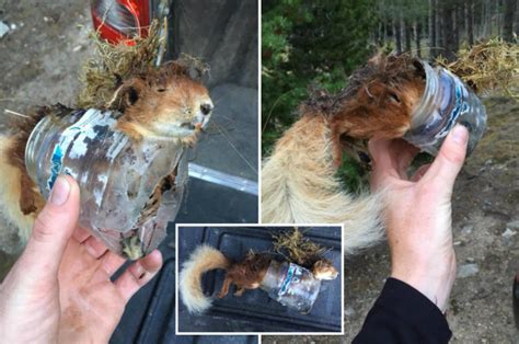 Horrific Pictures Show Red Squirrel Found Dead Trapped Inside Plastic Jar In Scottish