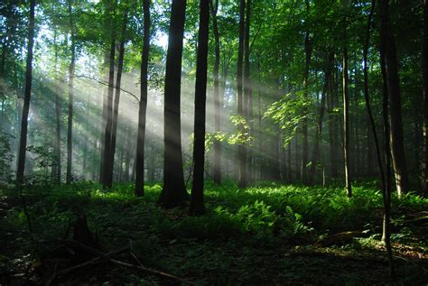 Gambar Alam Hutan Menanam Jalan Halaman Rumput Sinar