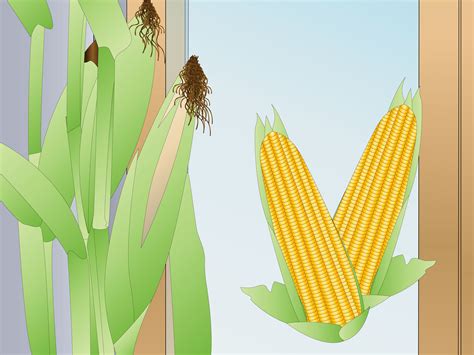 Will it not wither completely when the east wind blows on it? How to Grow Corn Indoors: 10 Steps (with Pictures) - wikiHow