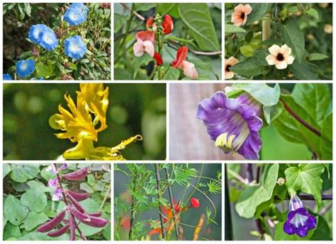 They can be annual, or perennial, and even better, the beans are edible. 10 Best Annual Flowering Vines for Your Garden | Flowering ...