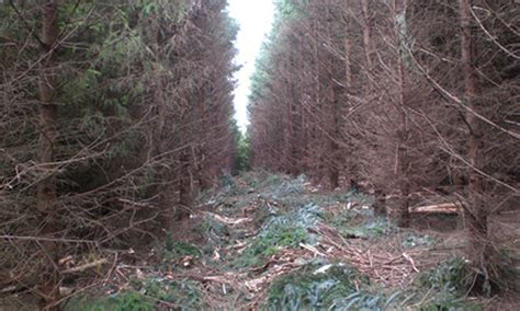 Conifer Thinning Forest And Tree Forestry Management Offaly Ireland