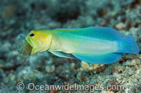 Jawfish Brooding Eggs In Mouth Photo Image