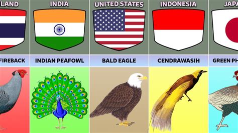 National Birds From Different Countries Youtube