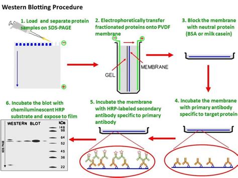 Southern Blotting Principle Procedure And Application Online