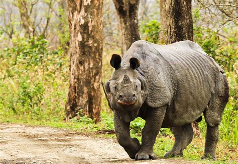 Indian Rhinoceros Soulnipod