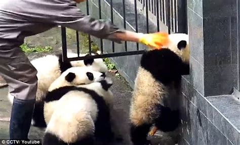 Baby Pandas Attempt To Escape From Enclosure Daily Mail Online