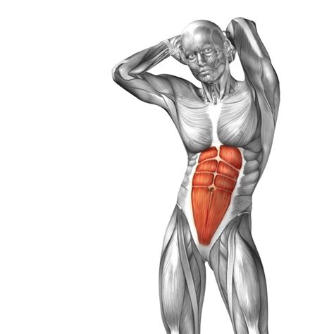 Schematic Diagram Of Human Abdominal Muscles Free Download