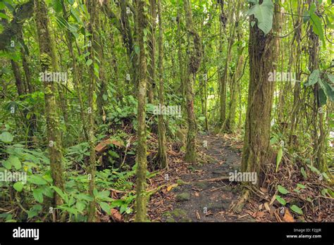 Dense Vegetation In Rainforest Of Costa Rica Stock Photo Alamy