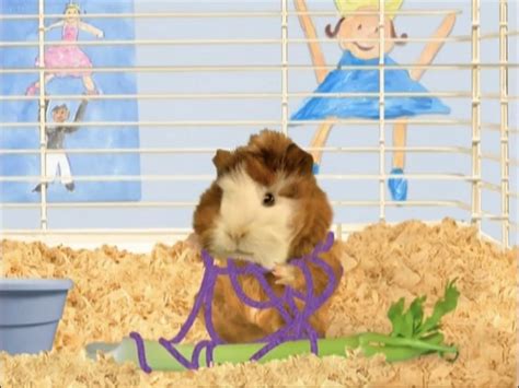 A Brown And White Hamster In A Cage With Purple Ribbon Around Its Neck