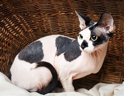 Sphynx Kittens For Sale Near Me Sphynx Cats For Sale 2021