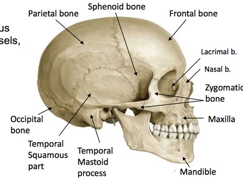Osteology Of The Skull Anatomy Mini 4 With Nagy At Ross University