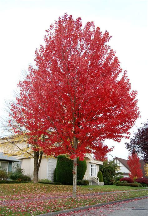Plantfiles Pictures Freemans Maple Hybrid Red Maple