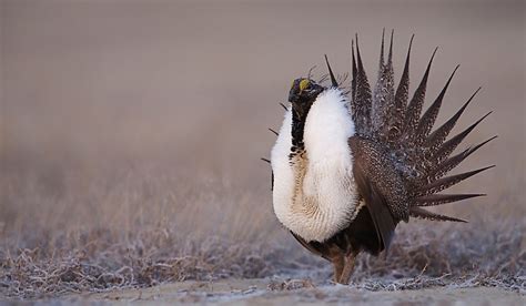 Greater Sage Grouse Facts Animals Of North America Worldatlas