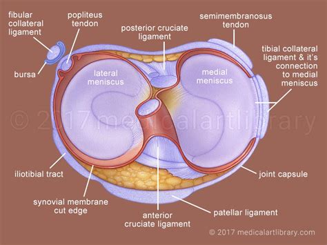 Medial And Lateral Meniscus Medical Art Library