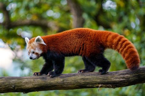 Panda Vermelho Como E Onde Vive Extinção Mundo Educação