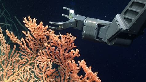 Scientists Spot Rare Life As Remotely Operated Vehicles Livestream Off
