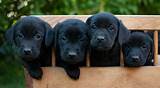 This precious black lab puppy will make a great protection dog and family pet! Black Lab - Your Guide To The Black Labrador Retriever ...
