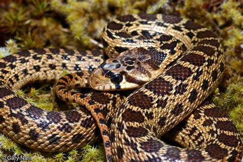 Pacific Gopher Snake Pituophis Catenifer Catenifer