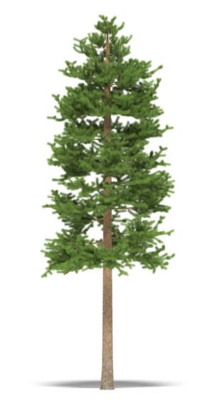 Tall Slender Pine Tree Isolated On White Background Stock Photo