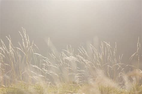 Soft Morning Light Nature Background Stock Photo Image Of Haze Artsy