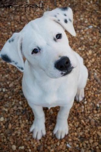 Nj puppy rescue inc has. Dalmatian Mix Puppies For Adoption Goldenacresdogs Com ...