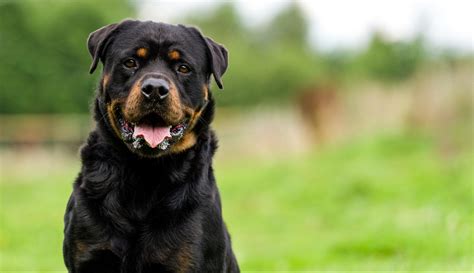 Der american staffordshire terrier ist ein hund, welcher zu seinem besitzer eine sehr enge bindung aufbaut. Listenhunde - Welche Hunderassen stehen auf der Liste?