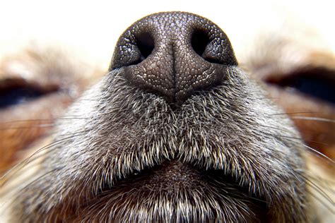 Are Dogs Noses Supposed To Be Wet