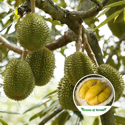 Durian Fruit Plant Ubicaciondepersonas Cdmx Gob Mx