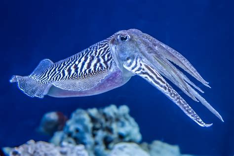 Cephalopods Masterminds Of The Ocean Discover Animals