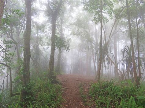 Photo Taken In Indonesia Dense Fog In The Jungle Of The Volcano Stock