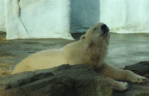 Polar Bear Resting Stock Photo Image Of Enclosure Boring 86788548
