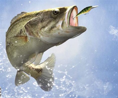 Free Download Fishing Bass Fever 232152 With Resolutions 1280800 Pixel