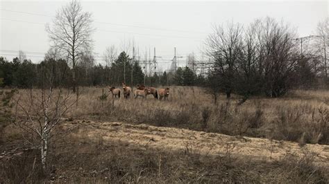 Groupe de oi parisien tirant ses inspirations des années 80. Chernobyl exclusion zone wildlife: Przewalski's horses ...