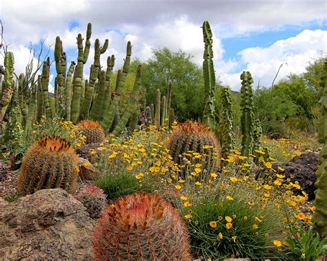 Cactus Garden Arizona Sonora Desert Museum By Rudy Garns On Flick