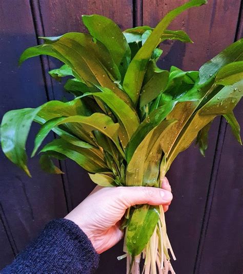 Our widely adapted garlic cloves are easy to grow, richly flavored and will keep up to 10 months explore the multiple varieties of garlic and discover the wonderful and unique flavors that different. Foraging in spring: wild garlic recipes - Creative, art ...